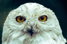 Przejedź się jakobickim pociągiem parowym - jak w Harrym Potterze!