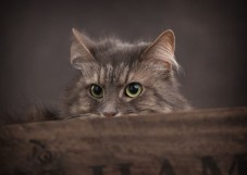 Pet Photoshoot Experience